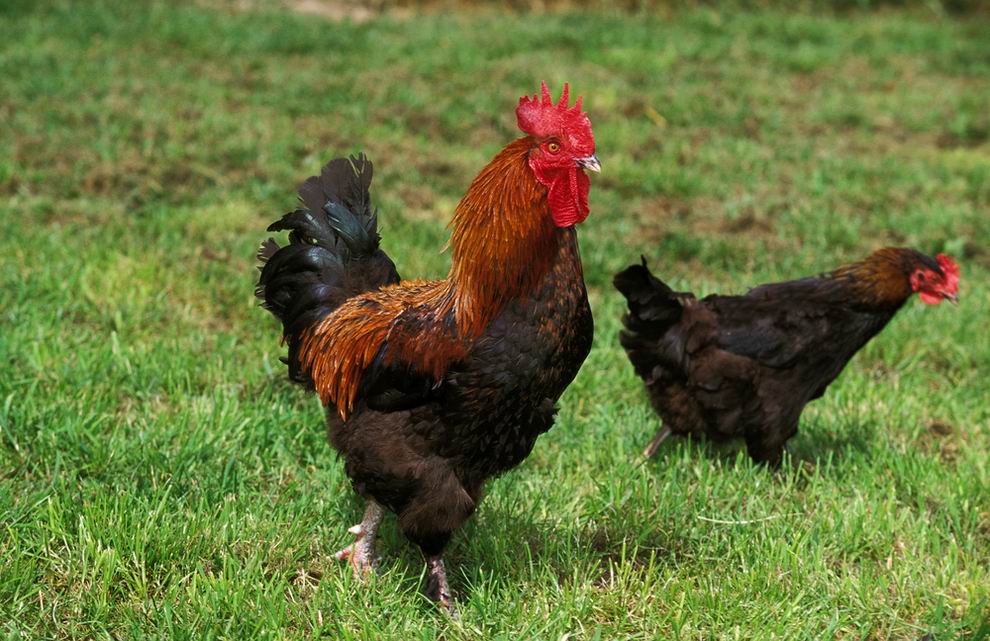 Marans tyúk: a híres csokoládébarna tojások tojója 7 Marans tyúk - Marans baromfi