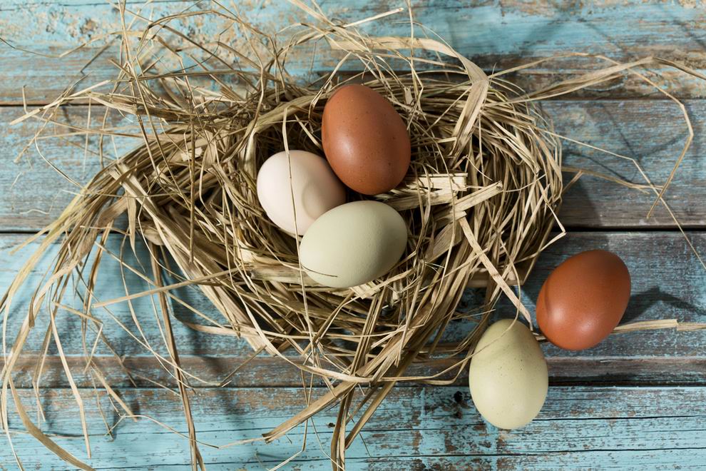 Marans tyúk: a híres csokoládébarna tojások tojója 4 Marans tyúk barna tojás
