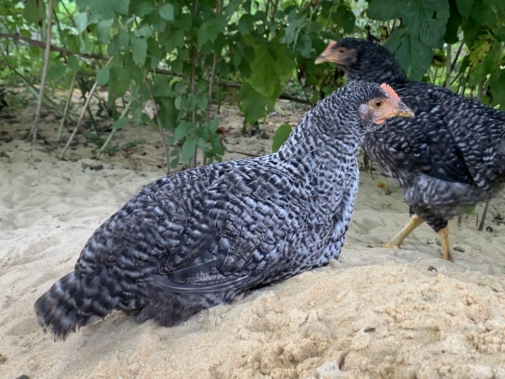 Plymouth Rock tyúk: megbízható hús- és tojófajta egyben 6 Plymouth Rock csirke jérce