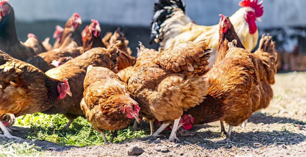 Reneszánszát éli a háztáji tyúktartás 3 tyúktartás