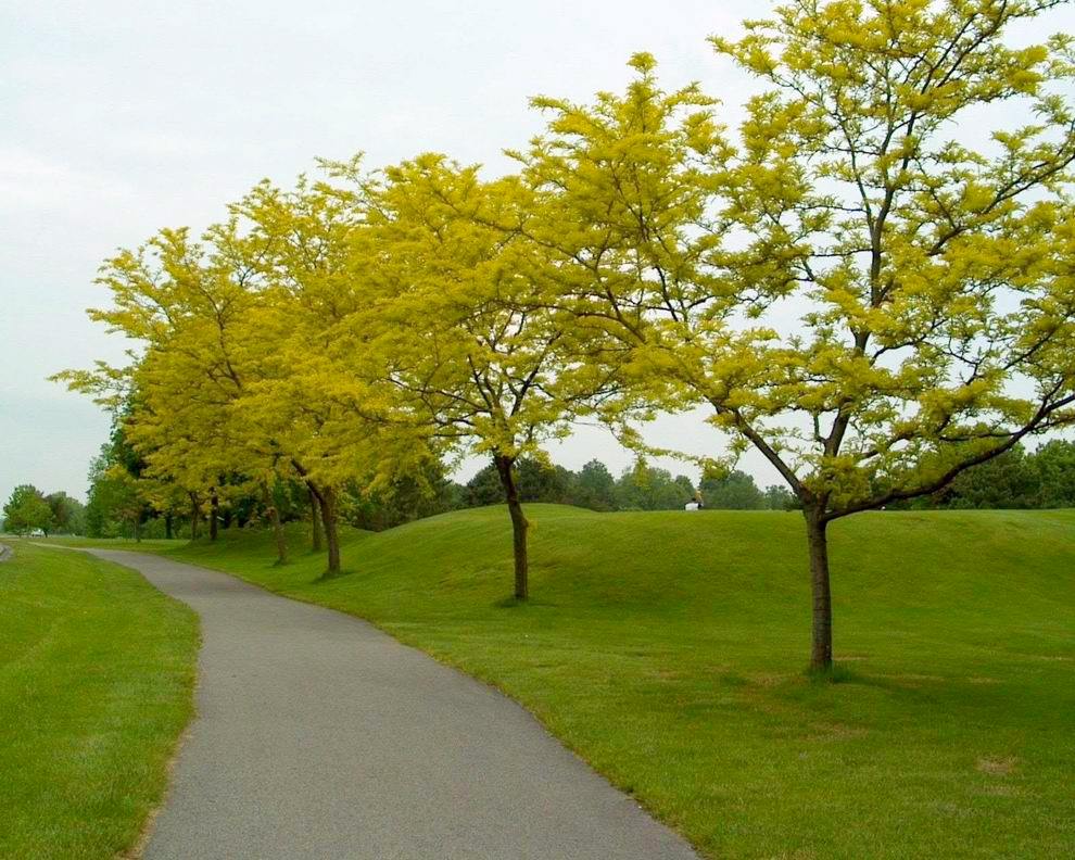 Gleditsia triacanthos ’Sunburst’