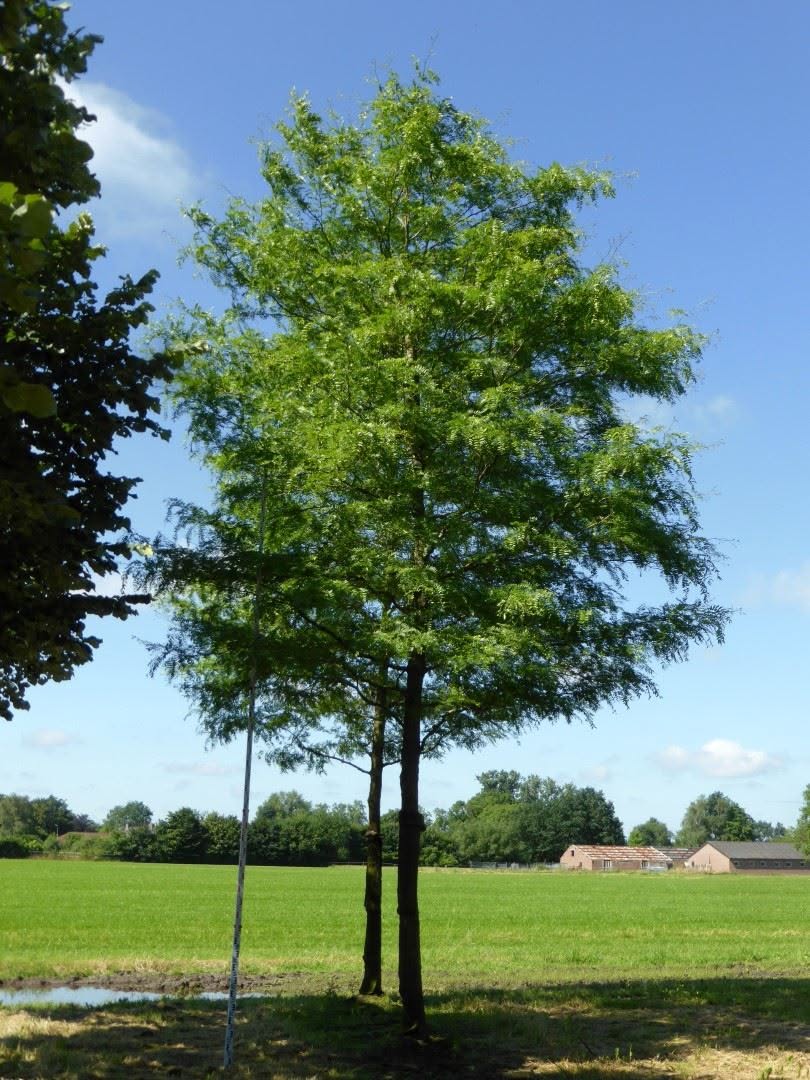 Lepényfák, a szárazságtűrés bajnokai 7 Gleditsia triacanthos ’Shademaster’ - lepényfa
