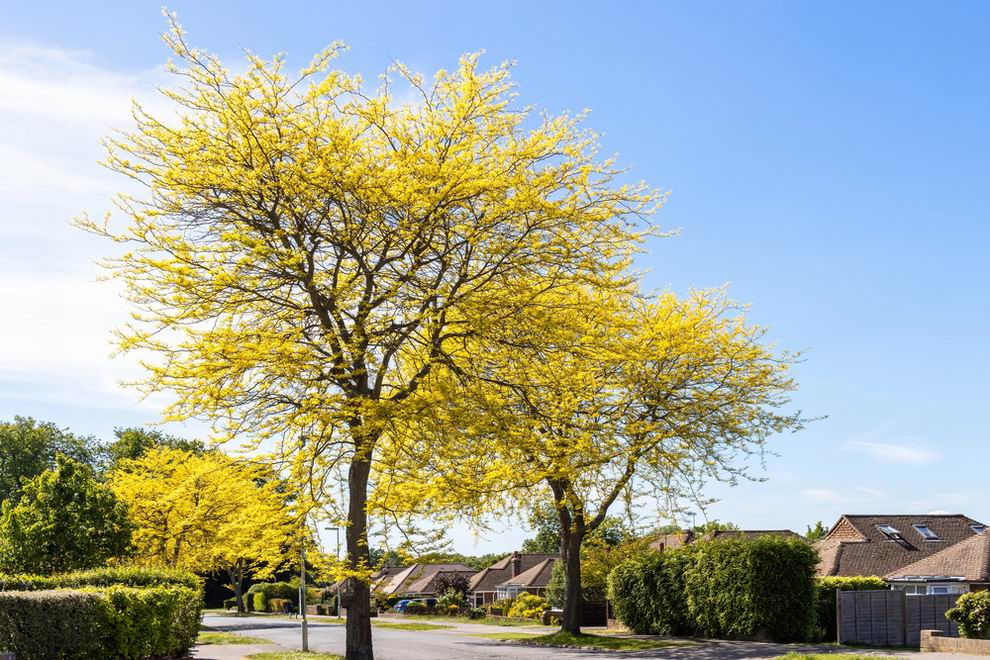 Lepényfák, a szárazságtűrés bajnokai 4 lepényfa - Gleditsia triacanthos ’Sunburst’