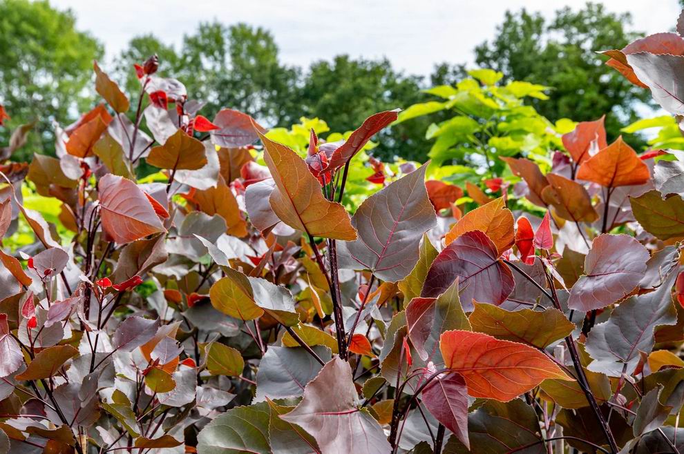 populus_deltoides_purple_tower
