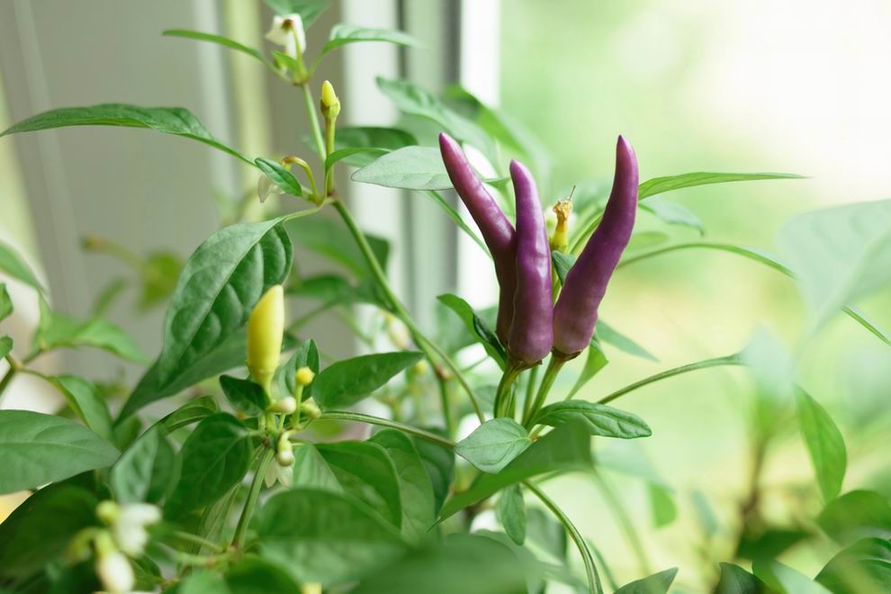 paprika 